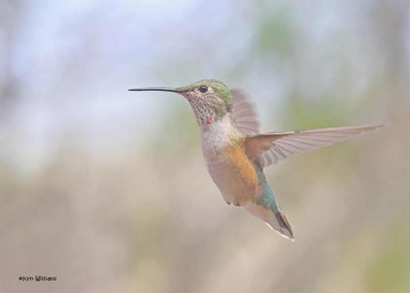 Broad-tailed Hummingbird immature male, Paradise, AZ, 9-6-2024_1153z.jpg