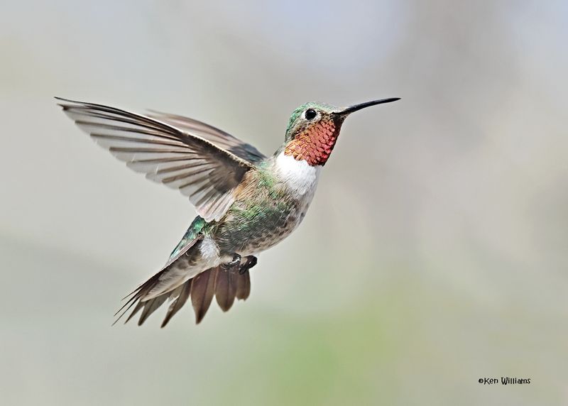 Broad-tailed Hummingbird male, Paradise, AZ, 9-6-2024_0942z.jpg