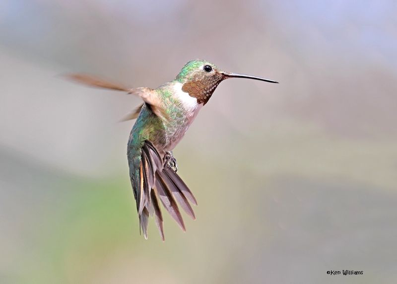 Broad-tailed Hummingbird male, Paradise, AZ, 9-6-2024_1189z.jpg