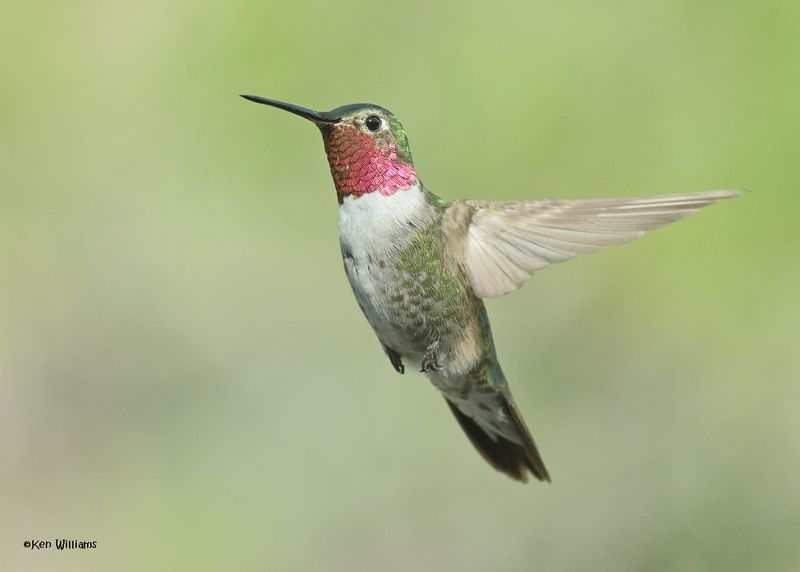 Broad-tailed Hummingbird male, Paradise, AZ, 9-6-2024_1619z.jpg