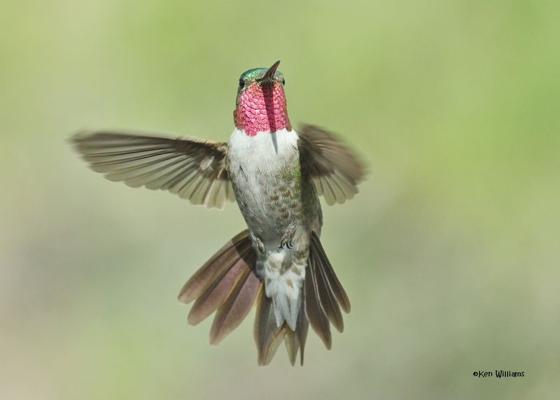 Broad-tailed Hummingbird male, Paradise, AZ, 9-6-2024_1620z.jpg