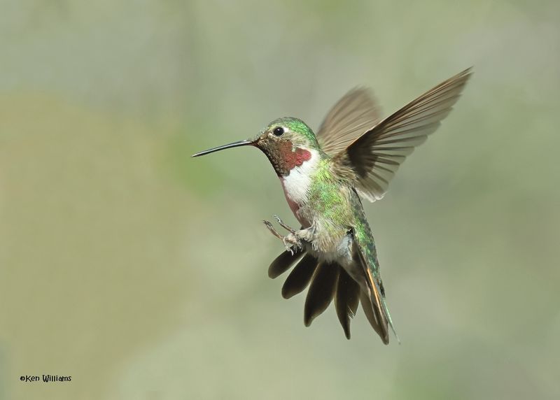 Broad-tailed Hummingbird male, Paradise, AZ. 4 9-4-2024_8100z.jpg