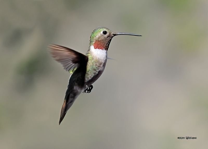 Broad-tailed Hummingbird male, Paradise, AZ. 4 9-4-2024_8724zD.jpg