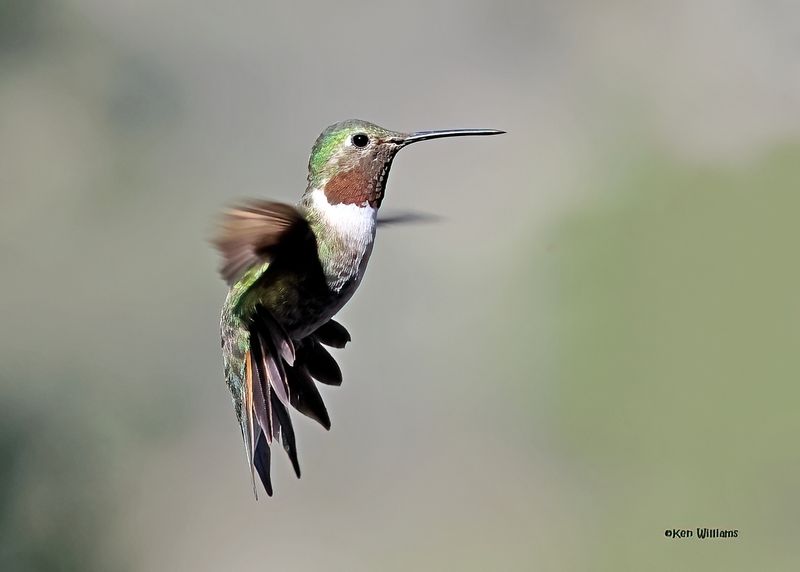 Broad-tailed Hummingbird male, Paradise, AZ. 4 9-4-2024_8725zD.jpg