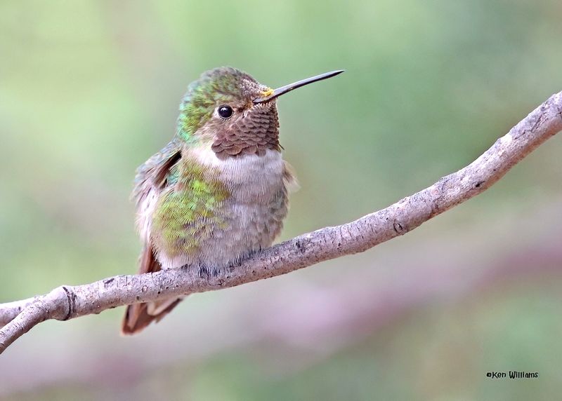 Broad-tailed Hummingbird male, Paradise, AZ. 9-1-2024__4018zD.jpg