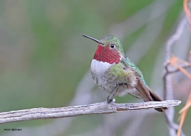 Broad-tailed Hummingbird male, Paradise, AZ. 9-1-2024__4089zD.jpg