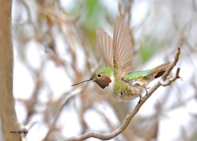 Broad-tailed Hummingbird male, Paradise, AZ. 9-1-2024__4132zD.jpg