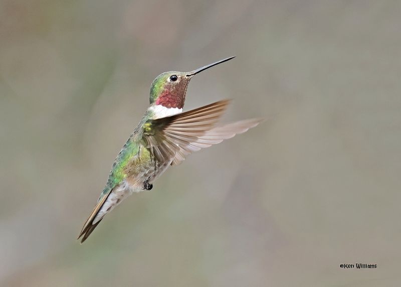 Broad-tailed Hummingbird male, Paradise, AZ. 9-1-2024__4502zD.jpg