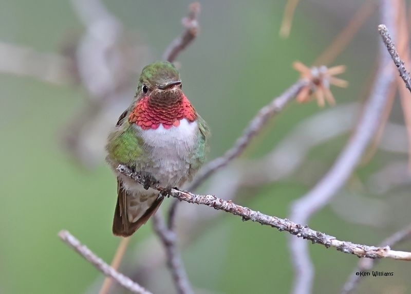Broad-tailed Hummingbird male, Paradise, AZ. 9-2-2024_6237zD.jpg