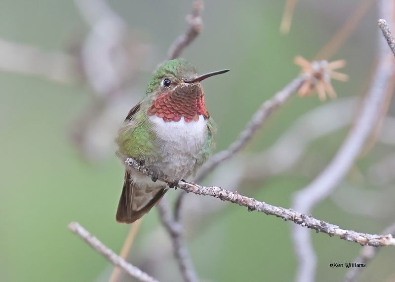 Broad-tailed Hummingbird male, Paradise, AZ. 9-2-2024_6250zD.jpg