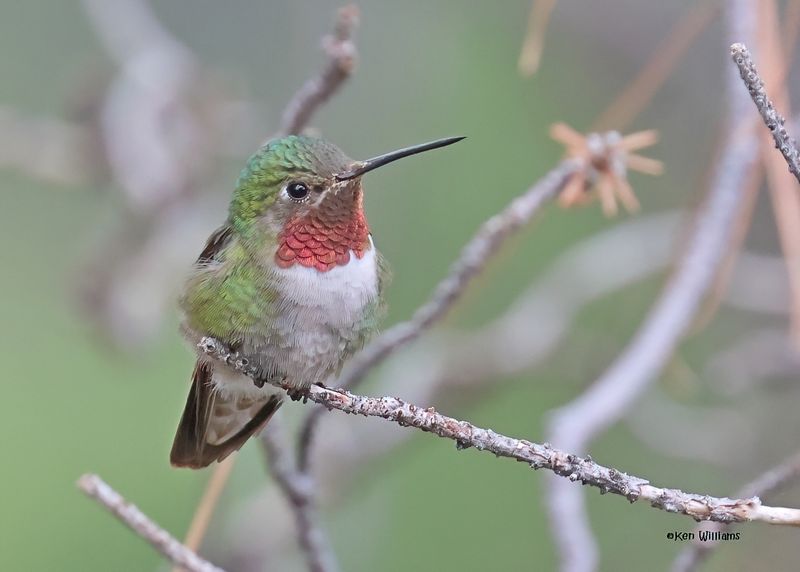 Broad-tailed Hummingbird male, Paradise, AZ. 9-2-2024_6255zD.jpg