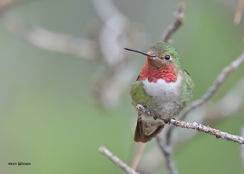 Broad-tailed Hummingbird male, Paradise, AZ. 9-2-2024_6266zD.jpg