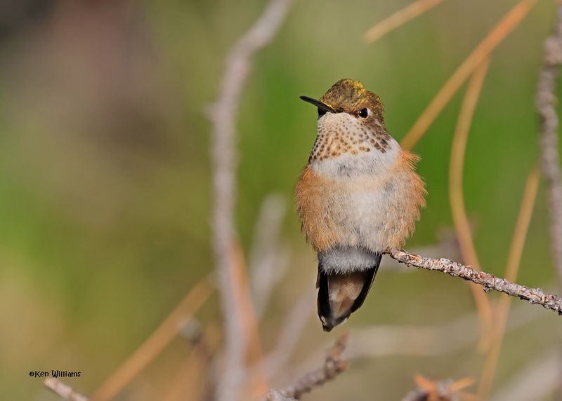 Calliope Hummingbird female, Paradise, AZ, 9-6-2024_2197z.jpg