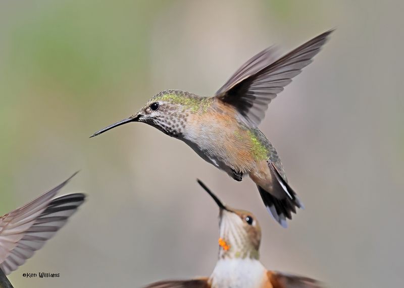 Calliope Hummingbird female, Paradise, AZ. 4 9-4-2024_8343z.jpg
