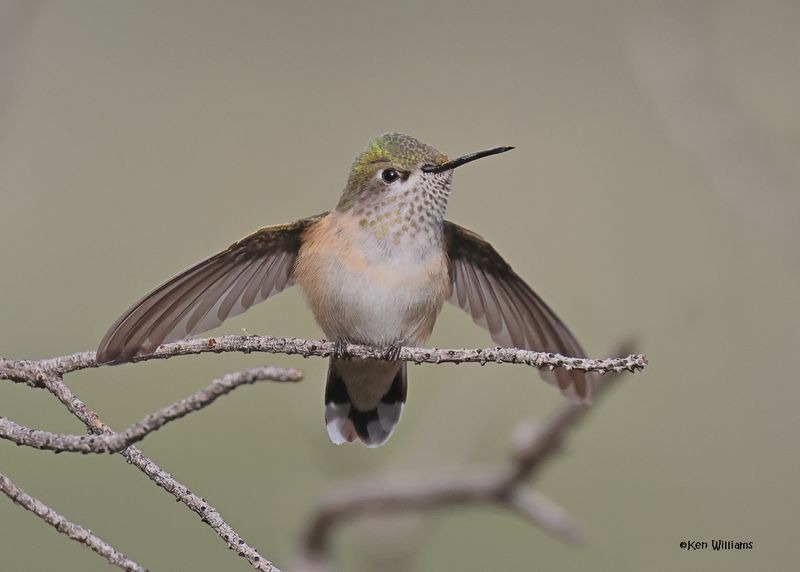Calliope Hummingbird female, Paradise, AZ. 9-1-2024_4664z.jpg