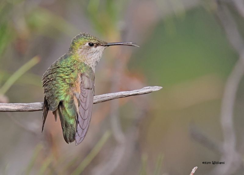 Calliope Hummingbird female, Paradise, AZ. 9-1-2024__4650z.jpg
