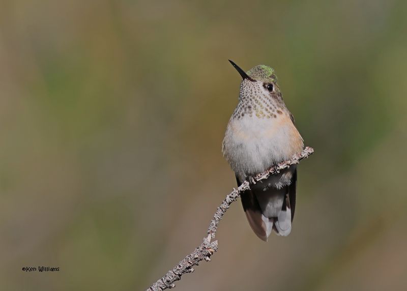 Calliope Hummingbird female, Paradise, AZ. 9-2-2024_6592z.jpg