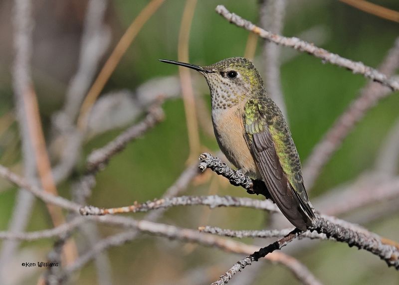 Calliope Hummingbird female, Paradise, AZ. 9-3-2024_7557z.jpg