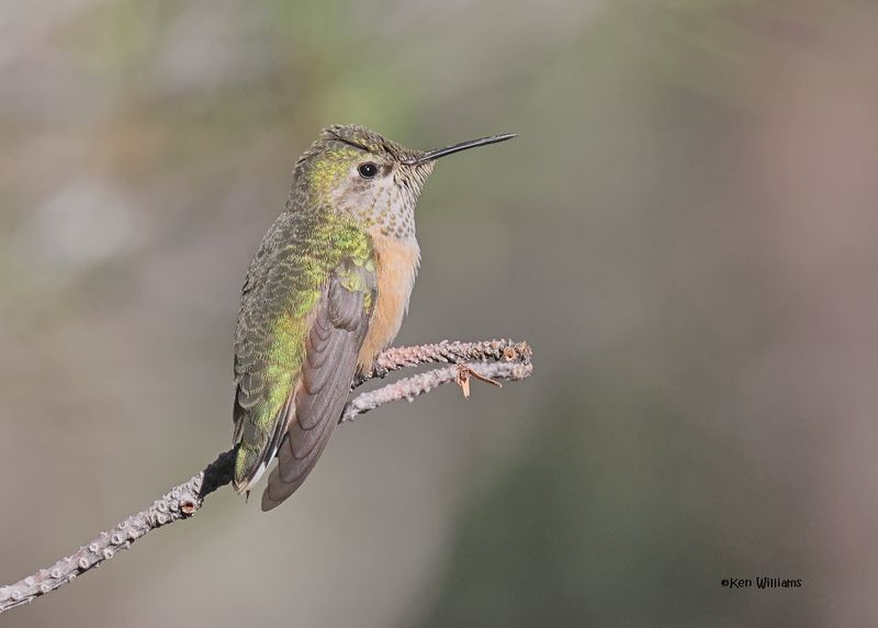 Calliope Hummingbird female, Paradise, AZ. 9-3-2024_7617z.jpg