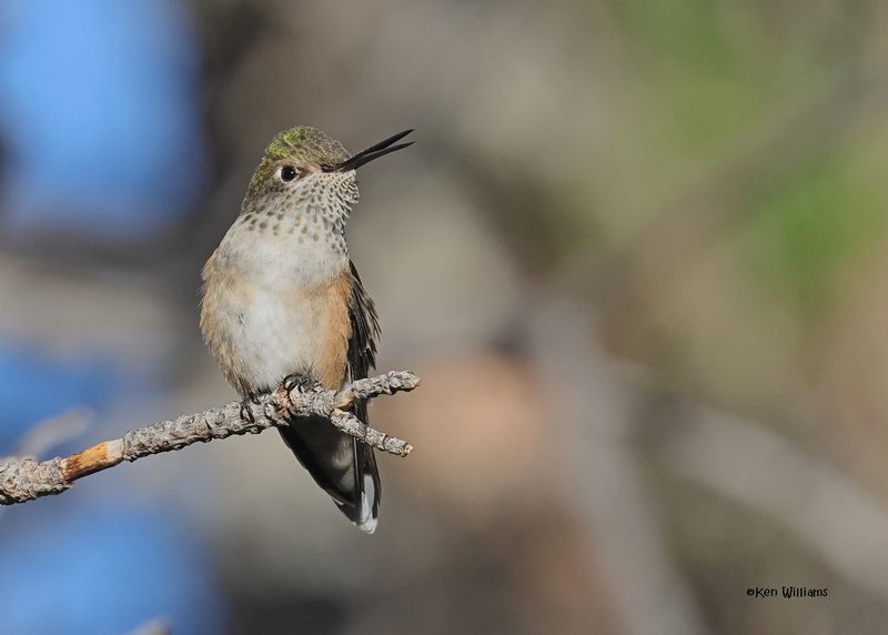 Calliope Hummingbird female, Paradise, AZ. 9-3-2024_7720z.jpg