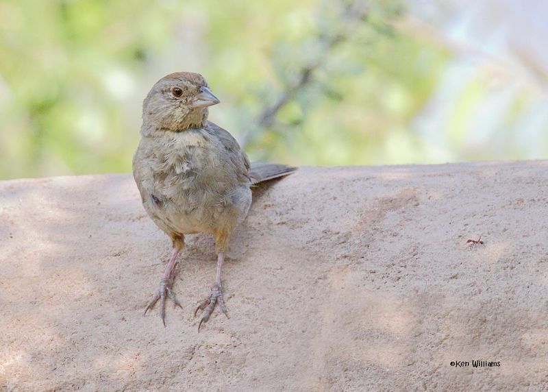 Canyon Towhee, Ash Canyon, Sierra Vista, AZ.  9-7-2024_2722z.jpg