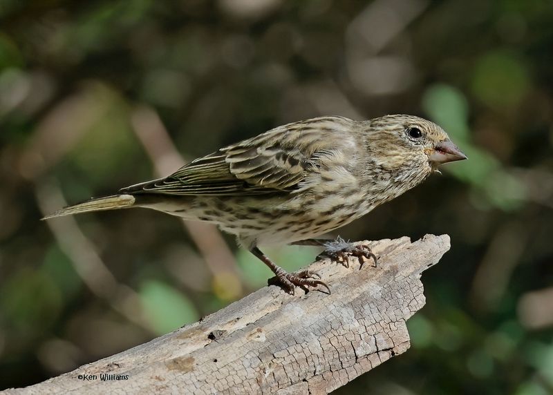 Cassin's Finch female, Capulin Spring, Sandia Mts, NM, 9-12-2024_6241zD.jpg