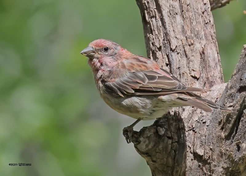 Cassin's Finch male, Capulin Spring, Sandia Mts, NM, 8-31-2024__3594zD.jpg