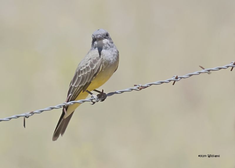 Cassin's Kingbird, Box Canyon, AZ, 9-9-2024_5538z.jpg