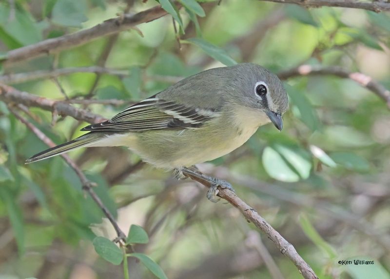 Cassin's Vireo Capulin Spring, Sandia Mts, NM, 8-31-2024__3549zD.jpg