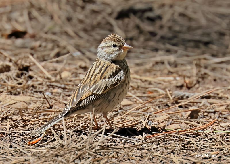 Chipping Sparrow immature, Barfoot Park, AZ. 9-3-2024_6933z.jpg