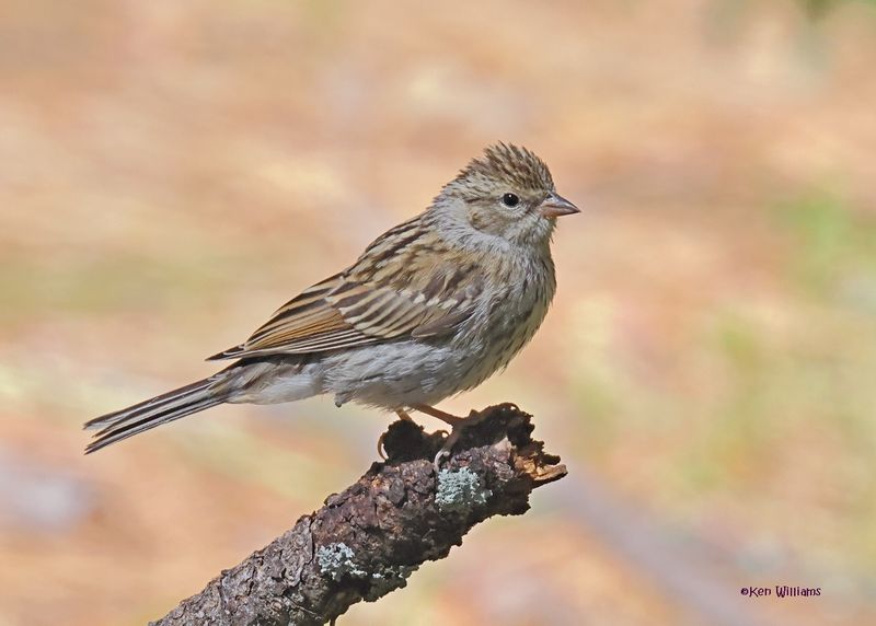 Chipping Sparrow immature, Barfoot Park, AZ. 9-5-2024_9563z.jpg