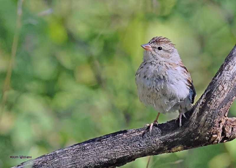 Chipping Sparrow immature, Capulin Spring, Sandia Mts, NM, 9-12-2024_6289z.jpg