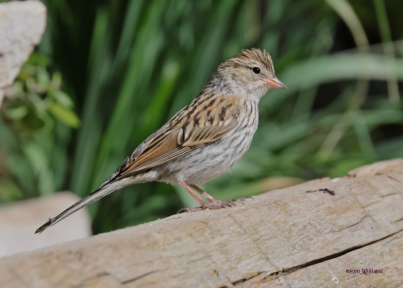 Chipping Sparrow immature, Capulin Spring, Sandia Mts, NM, 9-12-2024_6341z.jpg