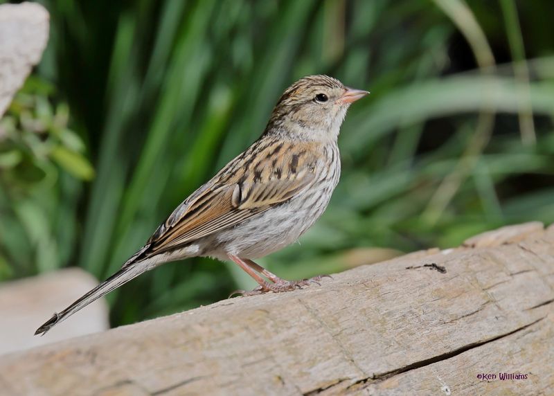 Chipping Sparrow immature, Capulin Spring, Sandia Mts, NM, 9-12-2024_6342z.jpg