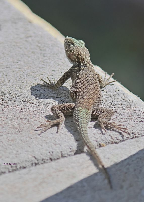 Clark's Spiny Lizard, Paradise, AZ, 9-6-2024_0282z.jpg