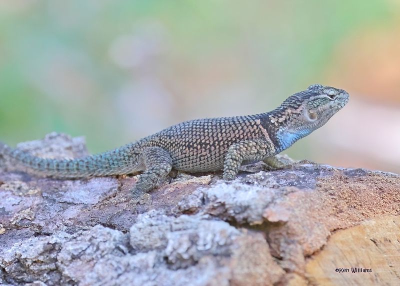 Clark's Spiny Lizard, Ramsey Canyon, Sierra Vista, AZ. 9-8-2024_3814zD.jpg