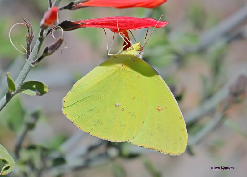 Cloudless Sulphur, Ash Canyon, Sierra Vista, AZ.  9-8-2024_4086z.jpg