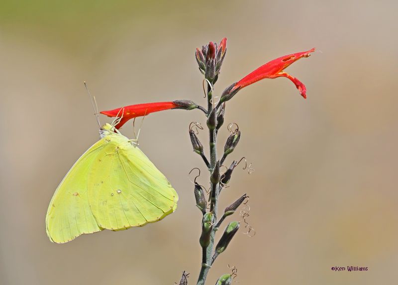 Cloudless Sulphur, Ash Canyon, Sierra Vista, AZ.  9-8-2024_4314z.jpg