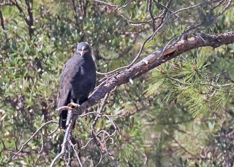 Common Black Hawk, Mt Lemmon, AZ, 9-10-2024_5587zD.jpg