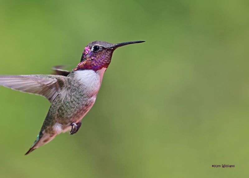 :Costa's Hummingbird: