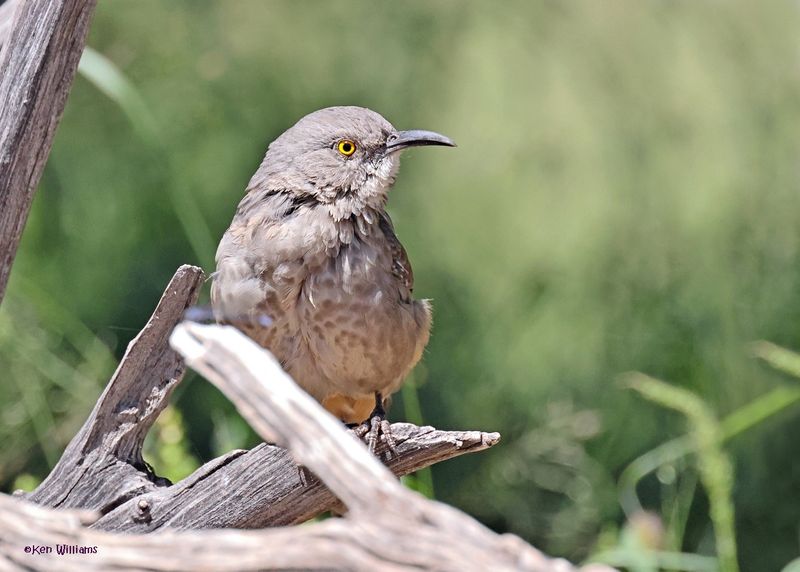 Curve-billed Thrasher, Ash Canyon, Sierra Vista, AZ. 9-8-2024_4053z.jpg