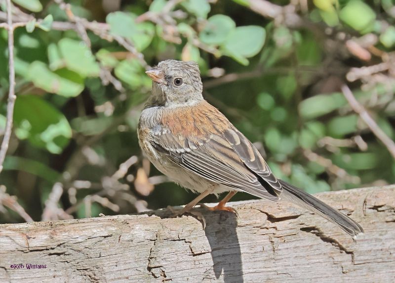Dark-eyed Junco - Gray-headed subspecies juvenile, Capulin Spring, Sandia Mts, NM, 8-31-2024__3148z.jpg