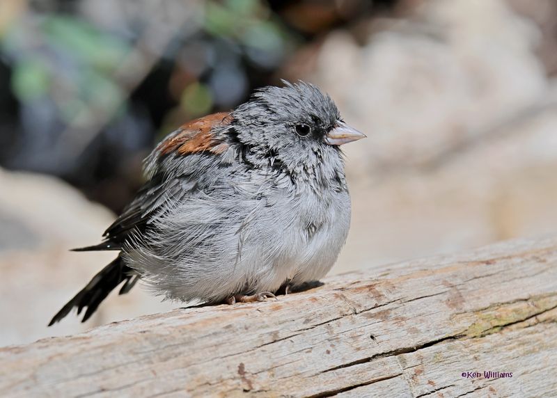 Dark-eyed Junco, Gray-headed subspecies, Capulin Spring, Sandia Mts, NM, 8-31-2024__3335z.jpg