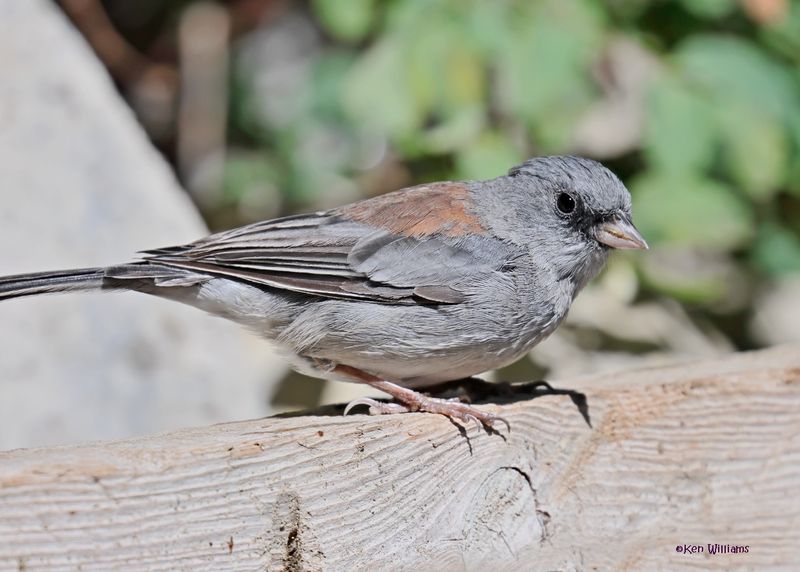 Dark-eyed Junco,  Gray-headed subspecies, Capulin Spring, Sandia Mts, NM, 8-31-2024__3397z.jpg