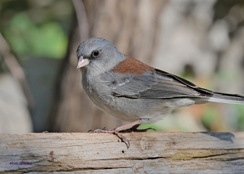 Dark-eyed Junco, Gray-headed subspecies, Capulin Spring, Sandia Mts, NM, 9-12-2024_6065z.jpg