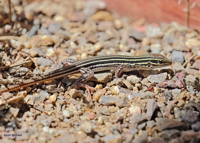 Desert Grassland Whiptail Lizard, Ash Canyon, Sierra Vista, AZ.  9-8-2024_4060zD.jpg