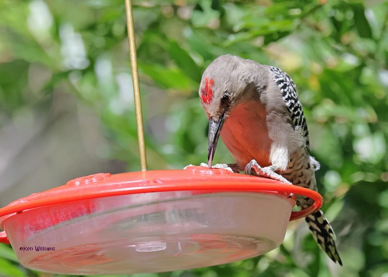 : Gila Woodpecker :