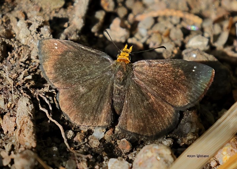 Spreadwing & Longtail Skippers