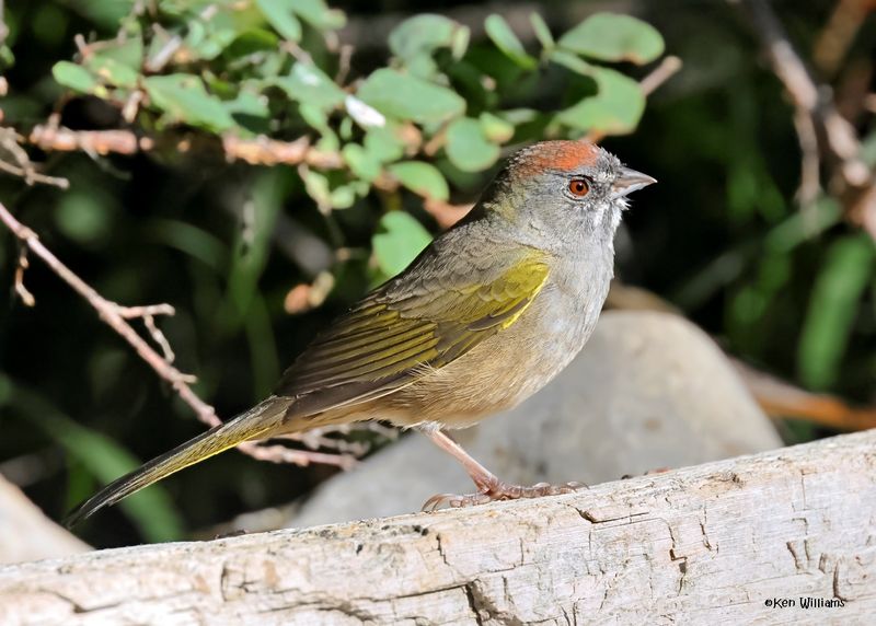 Green-tailed Towhee, Capulin Spring, Sandia Mts, NM, 9-12-2024_6190z.jpg
