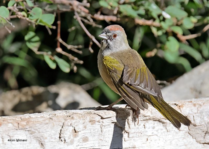 Green-tailed Towhee, Capulin Spring, Sandia Mts, NM, 9-12-2024_6213z.jpg